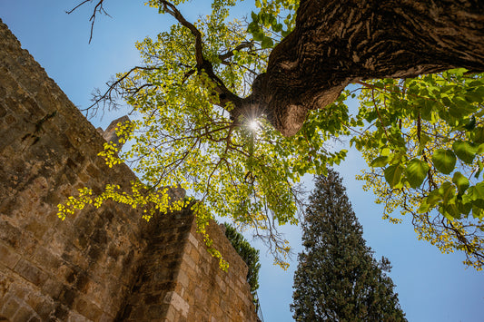 Alter Baum in Castelo de São Jorge